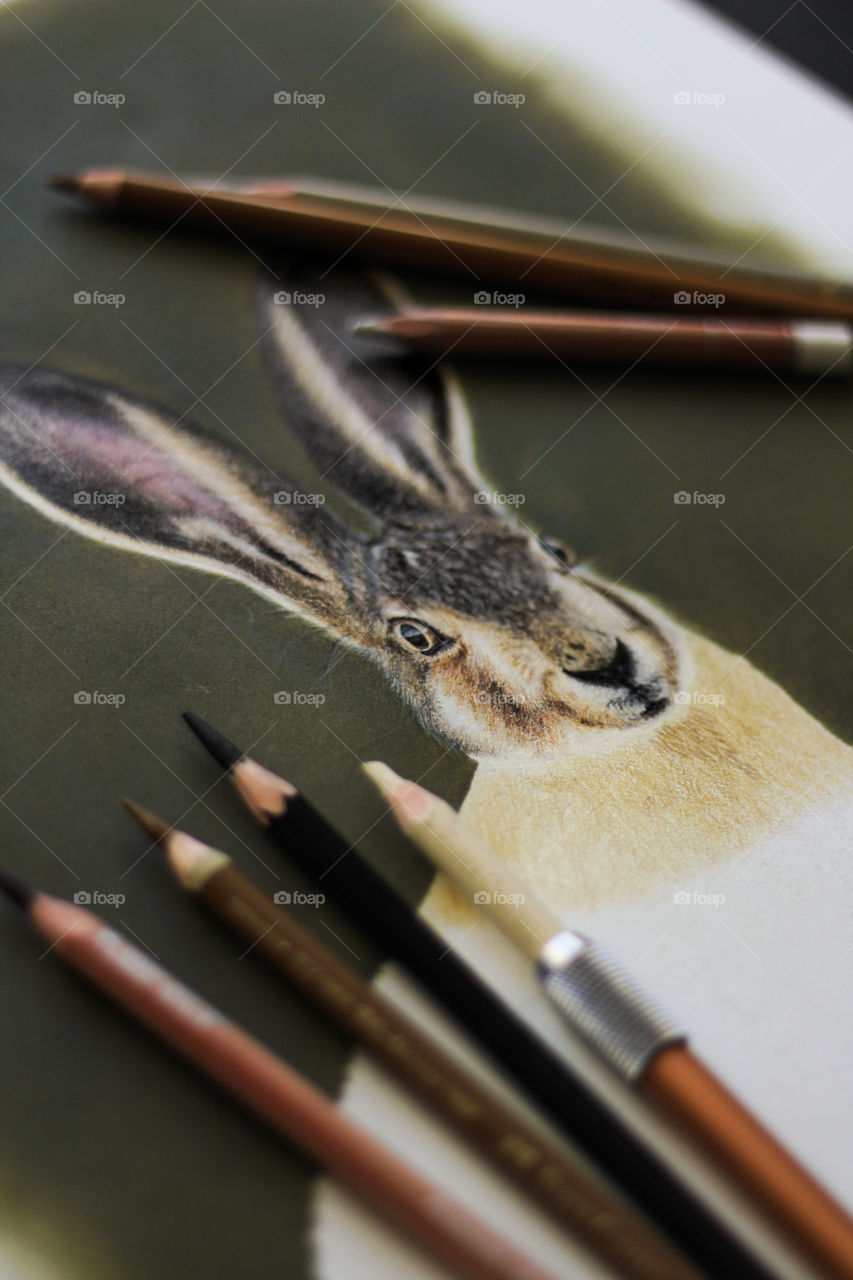 Hare drawing