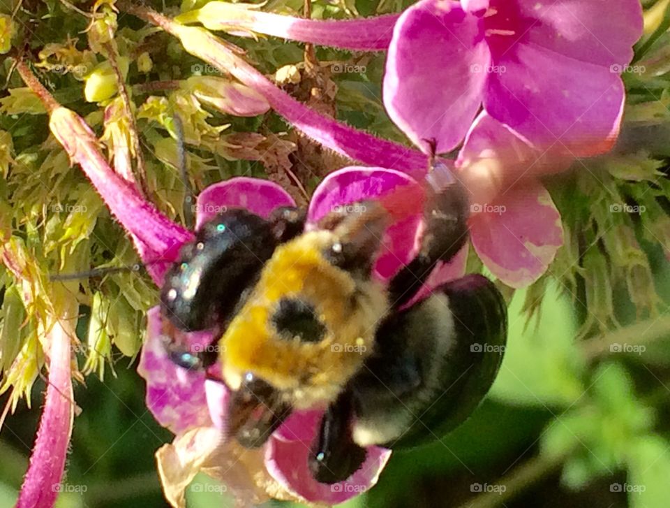 Purple Story - Flowers and Pollinators 