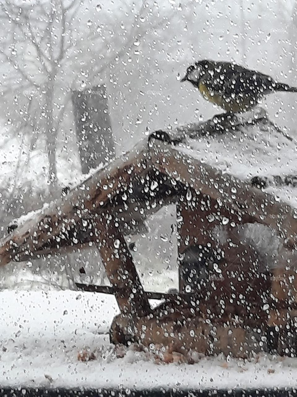 at birds' feeder in snowfall