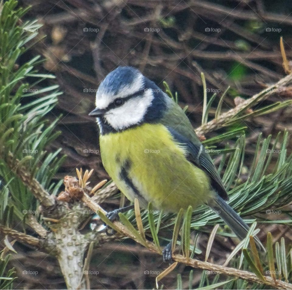 Blue Tit in Fir tree