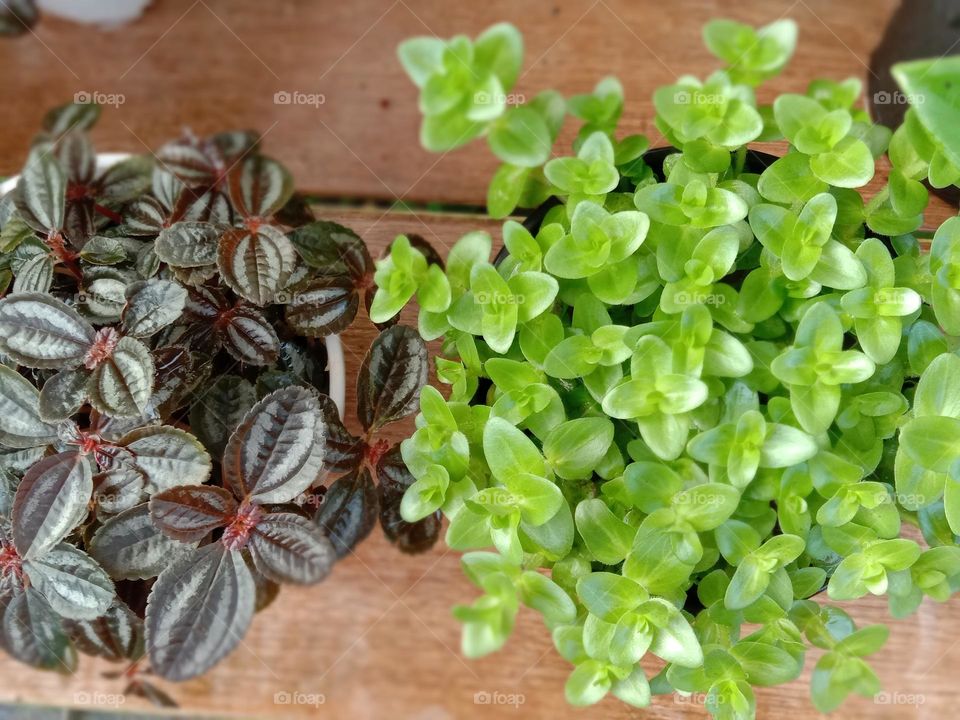 Plants do not speak, but their silence is alive with change.