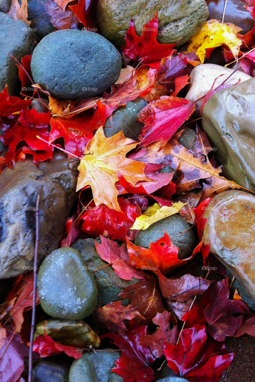 Red and yellow maple leaves on grey pebbles near a creek. Background of autumn leaf and fall rainy weather.