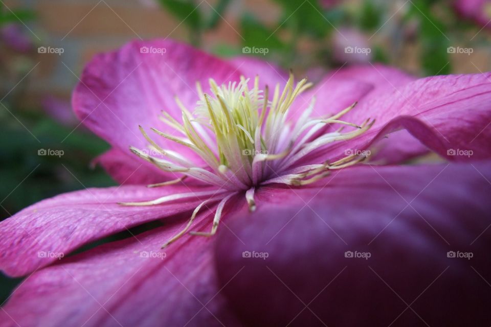 Close-up of purple flower