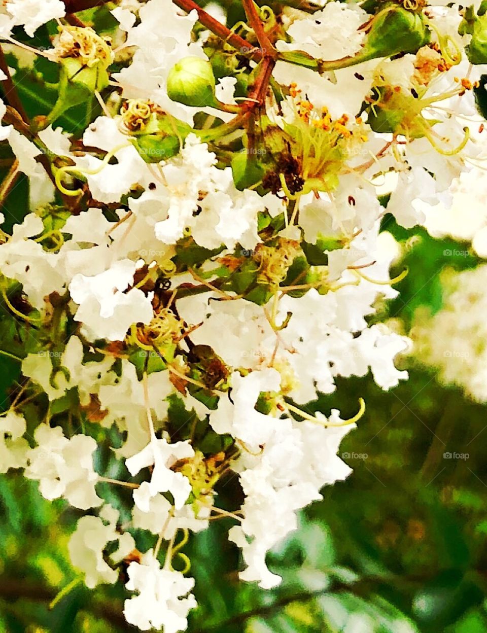 Closeup flowering tree branch 