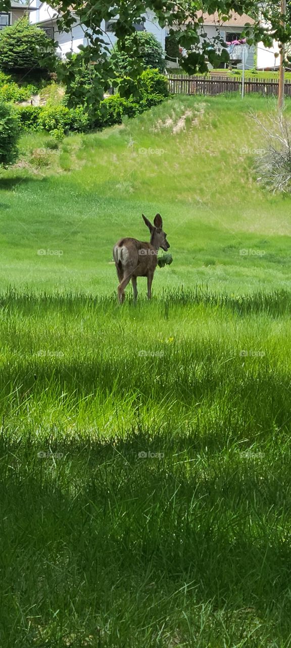 A Young Deer