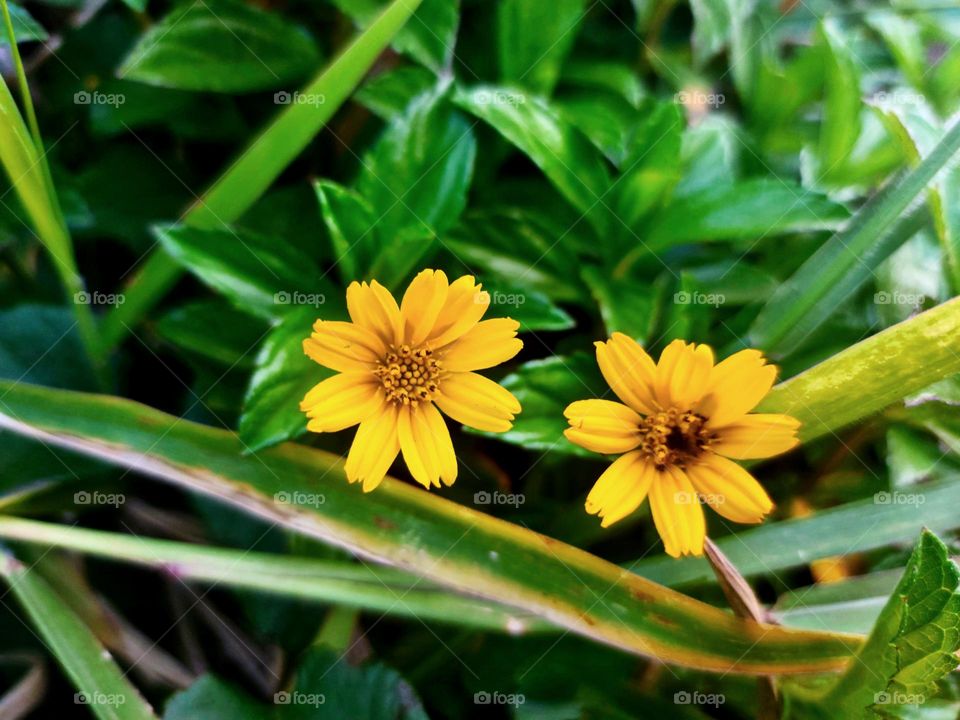 A flower blooms beautifully