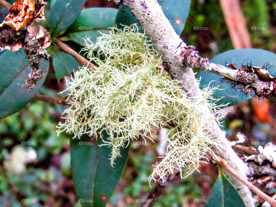 lichen growing on tree branch