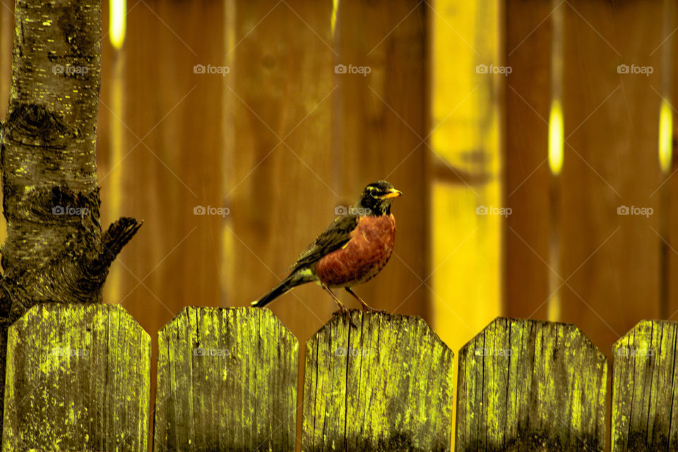 bird on the fence
