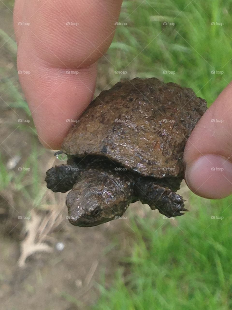 Tiny Turtle. A baby Alligator Snapping Turtle found its way into my yard.