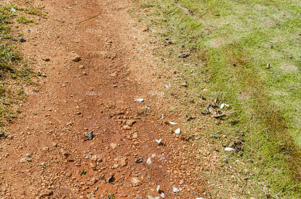 Butterflies On The Roadway