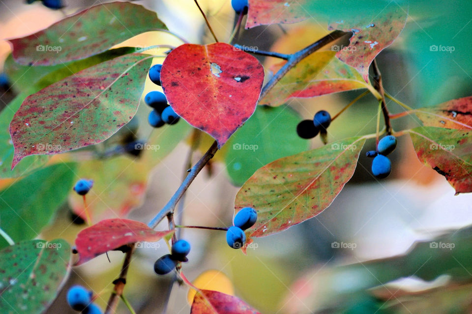 flora leaves plant leaf by refocusphoto