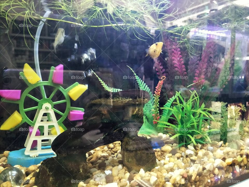 Clean the fish pond garden