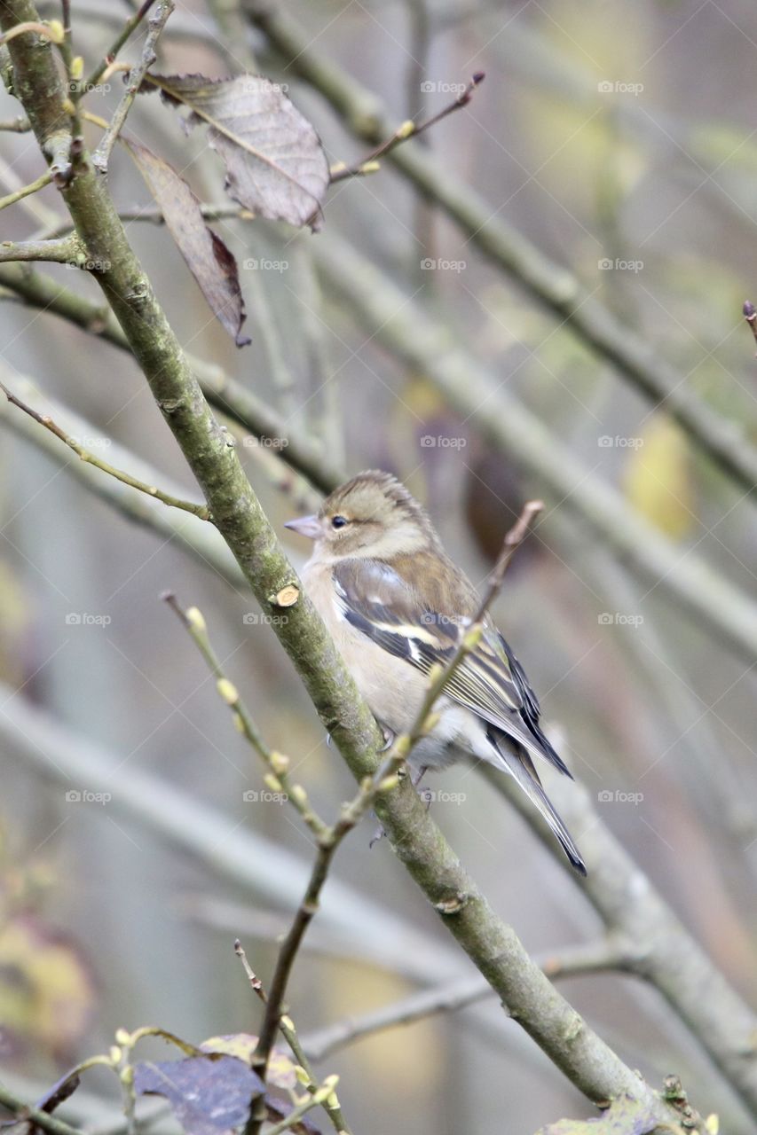 a small bird in the branch