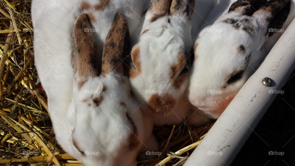 Calico Rabbits