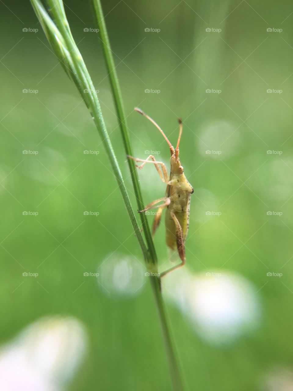 Tiny bug on blade of grass