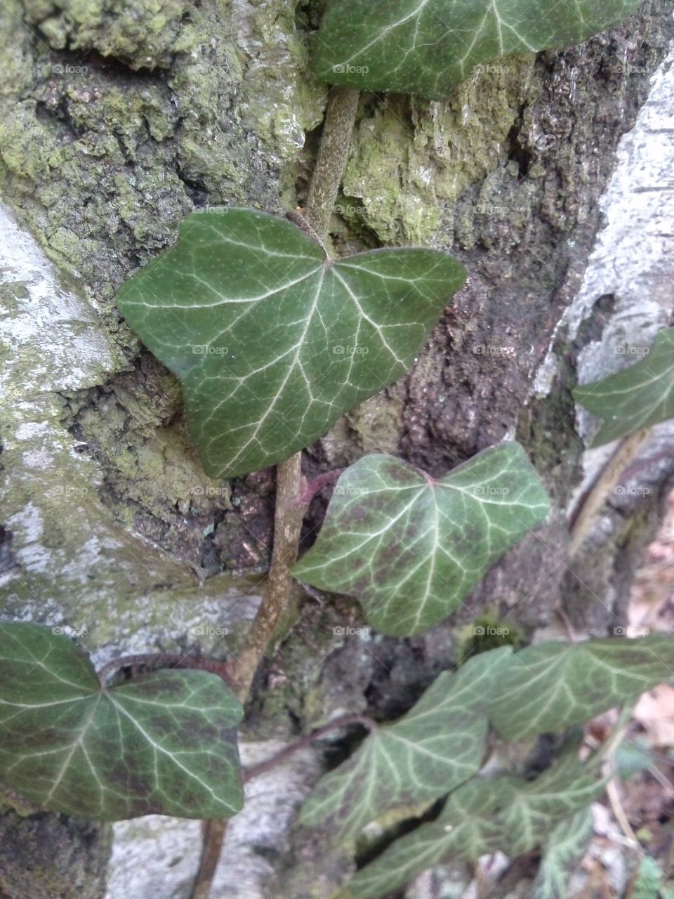 Birch-tree and vine