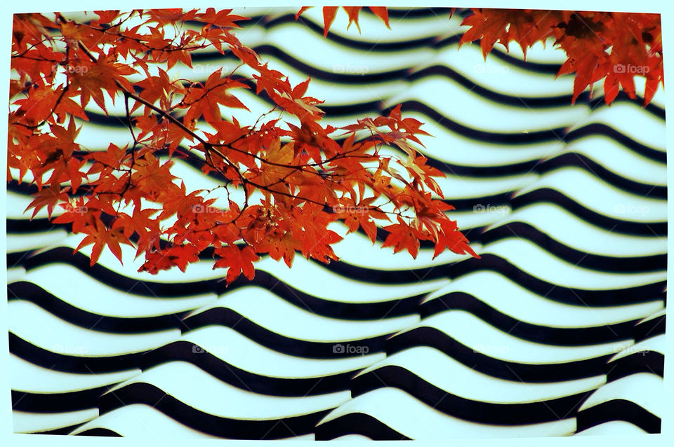 autumn architecture japan kyoto by kyleyates