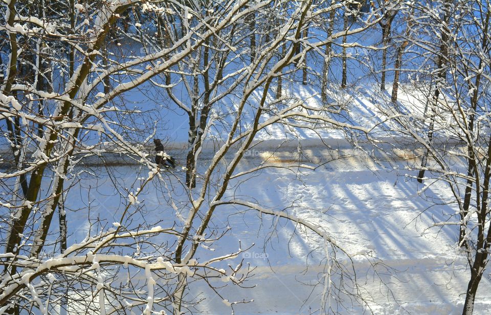 Winter, Snow, Nature, Tree, Cold