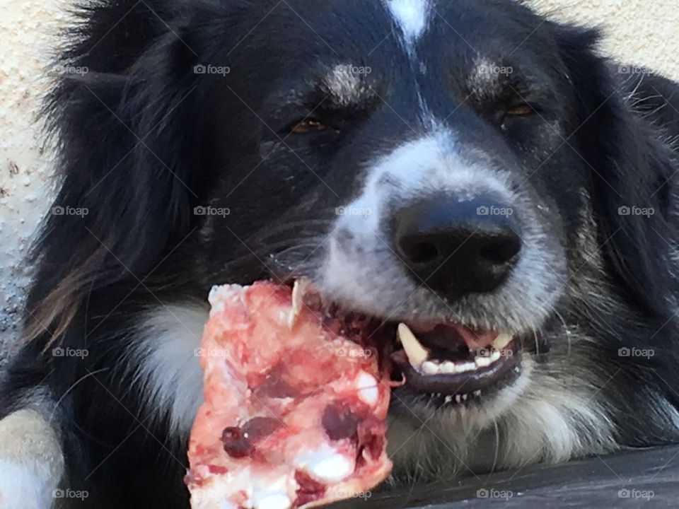 Border collie sheepdog chewing on raw beef bone