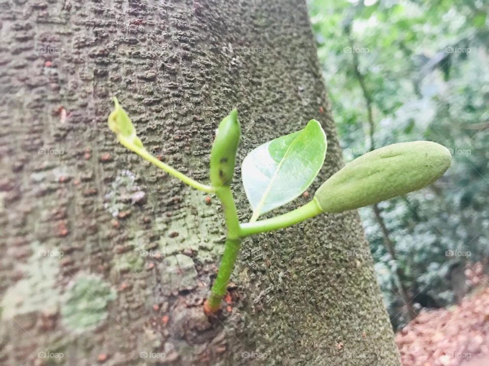 jackfruit tree