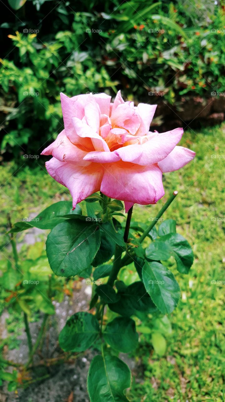 pretty pink rose