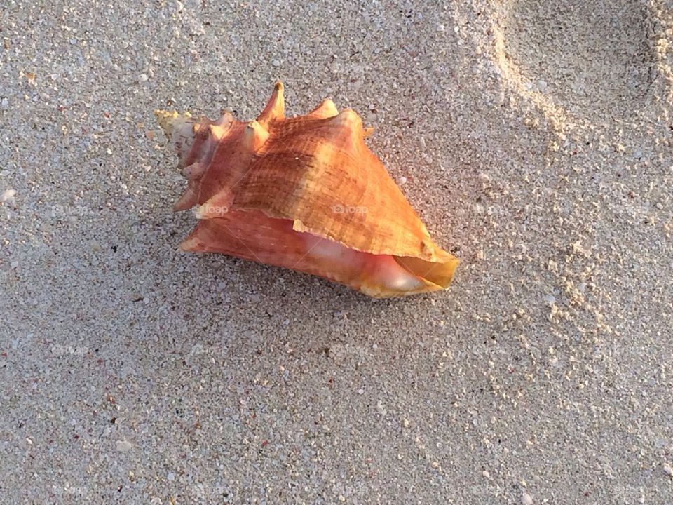 Conch