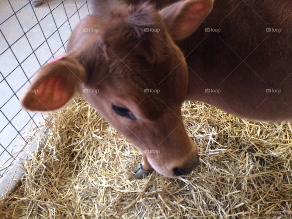 Jersey calf