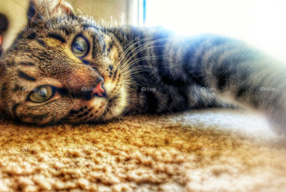 Cat stretch..... Photo taken with Android HTC phone, edited by me.