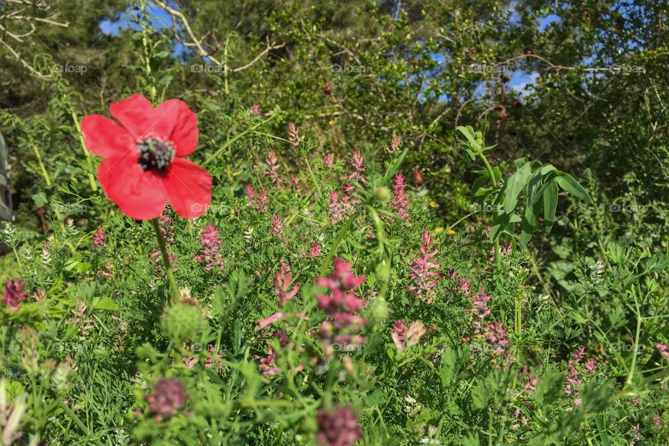 Lone poppy in a field
