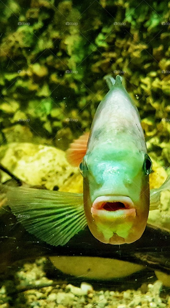 A visit at Constanta Aquarium in 2017