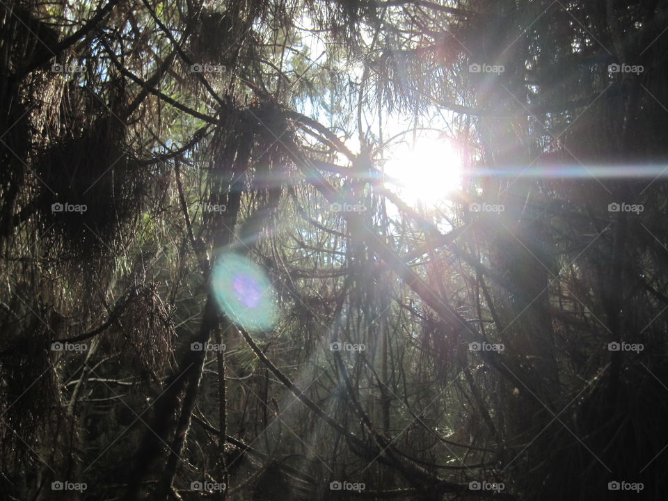 Sunlight Through Branches