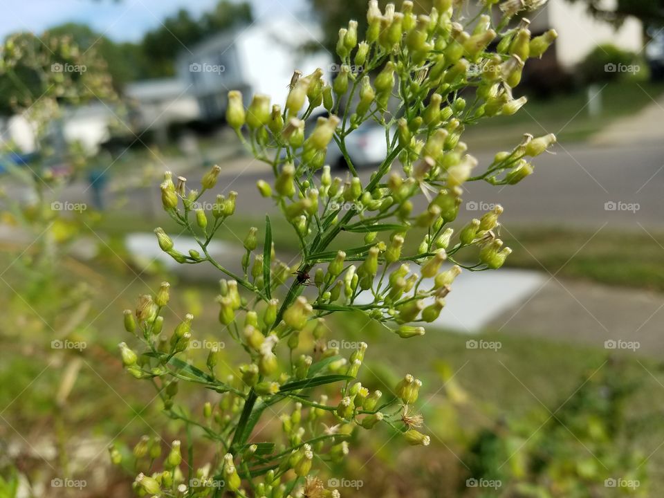 Flowers in my backyard
