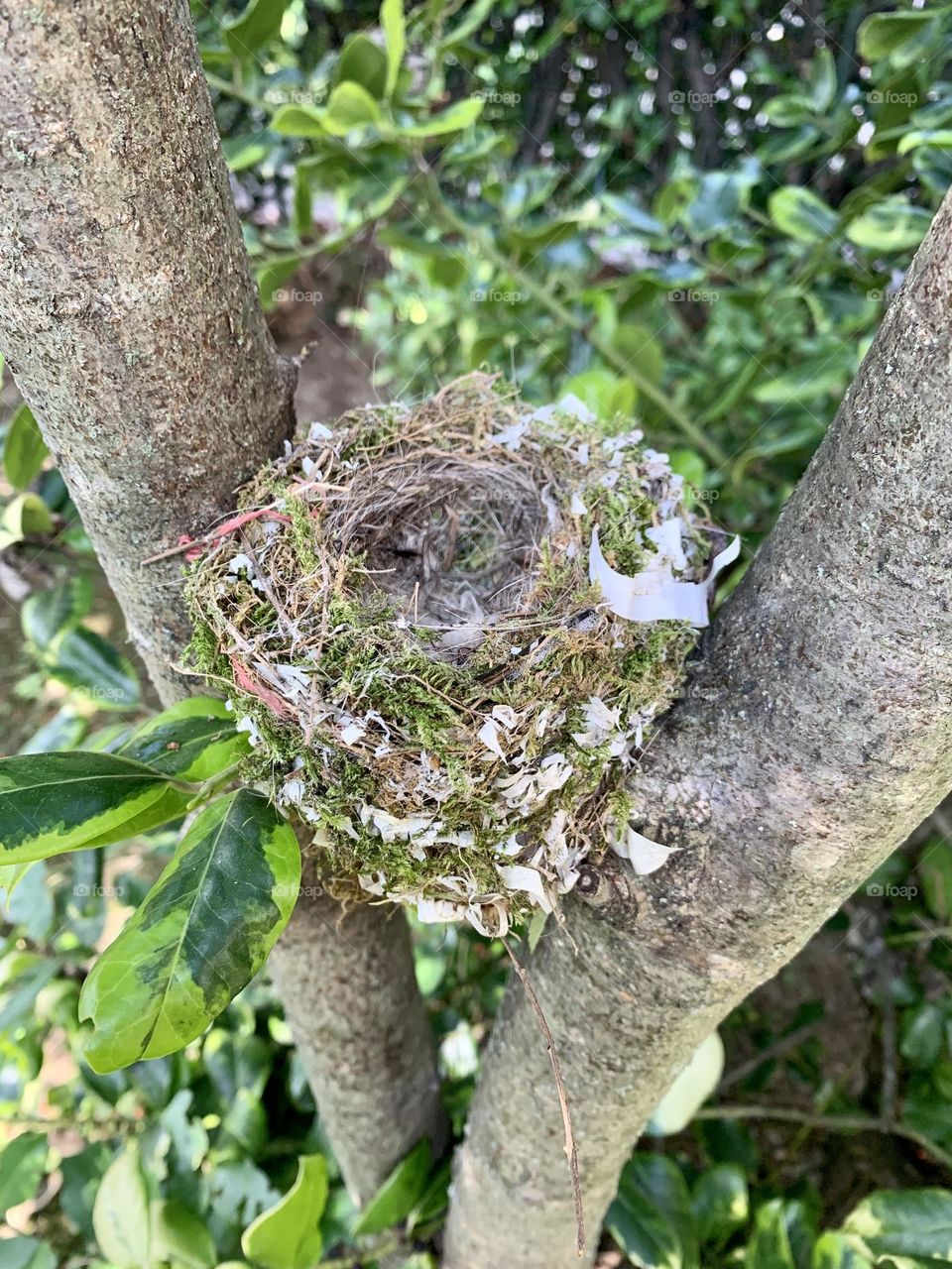 an abandoned bird's nest built with twigs together with bits of plastic