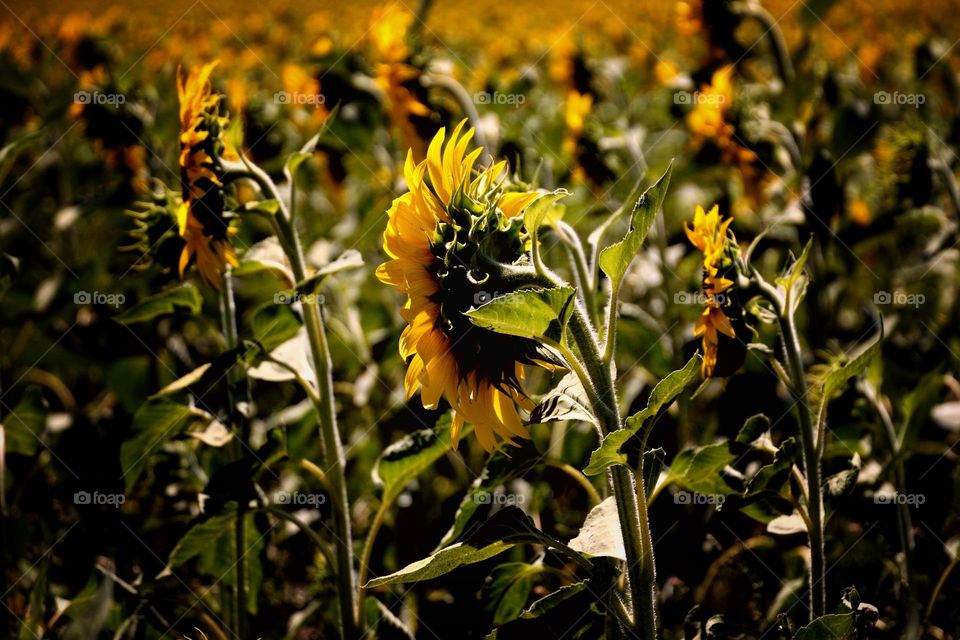 field of sunflowers