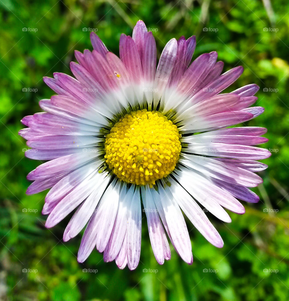 flower from sardinia