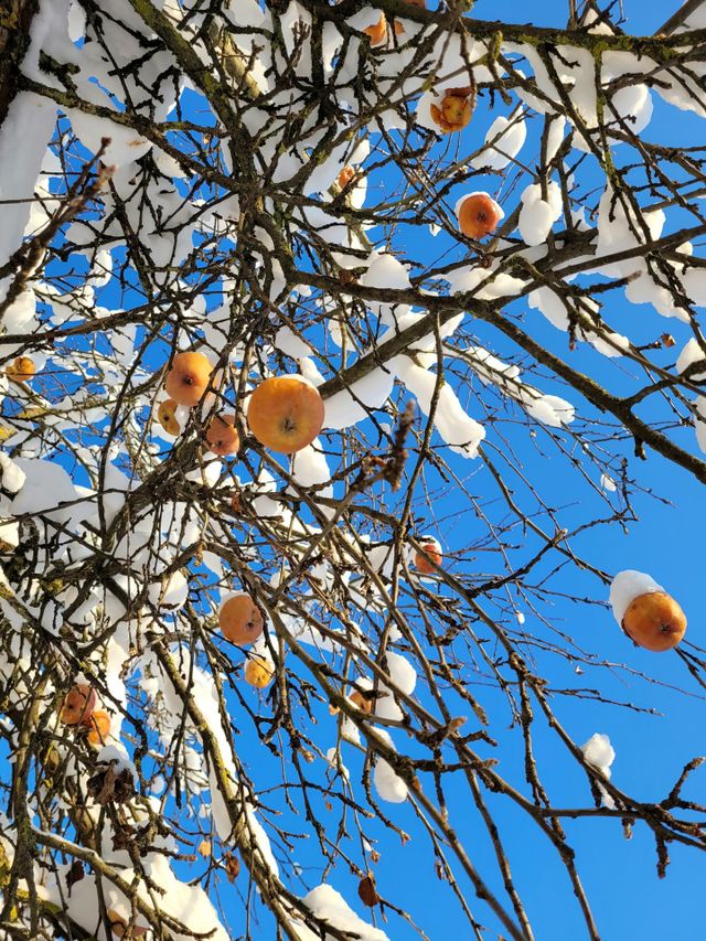 apples in snow