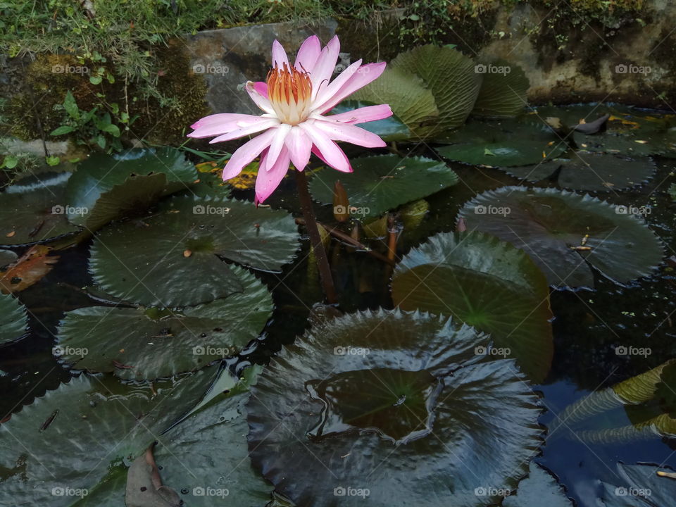 Water Lilly