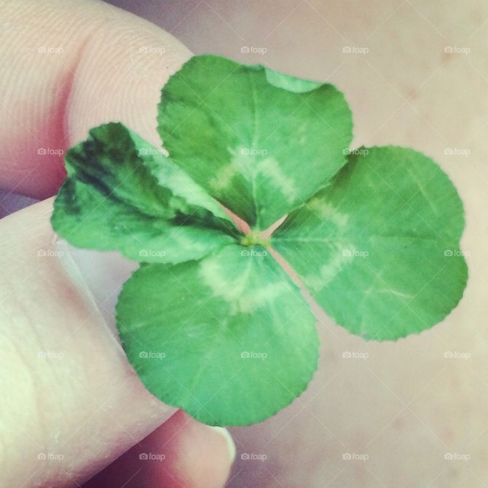 Four Leaf Clover