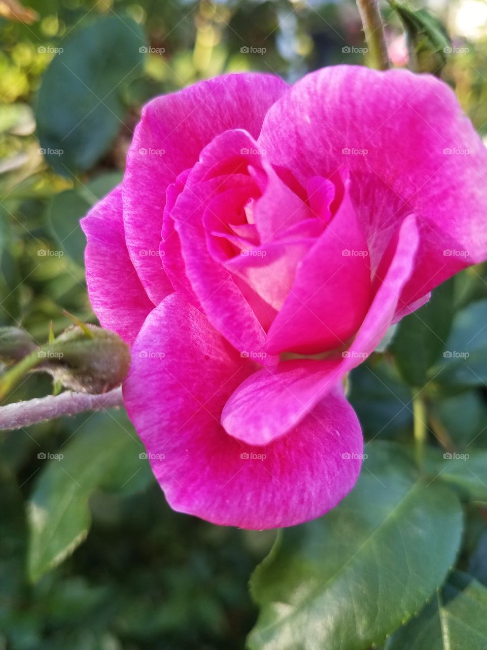 A Rose in Mothers Garden #2
