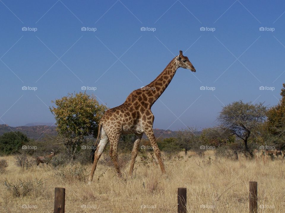 Giraffe in the bush