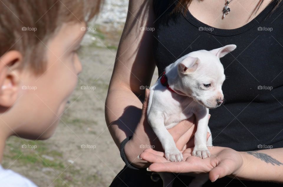 People on a walk with Dogs