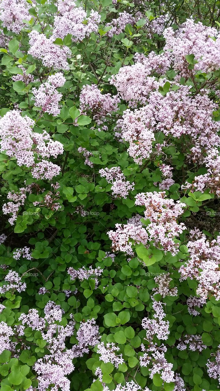 lilacs. the only lilac to bloom well this spring