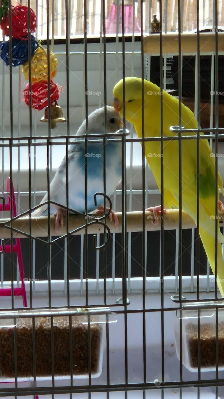 two new additions tweet tweet