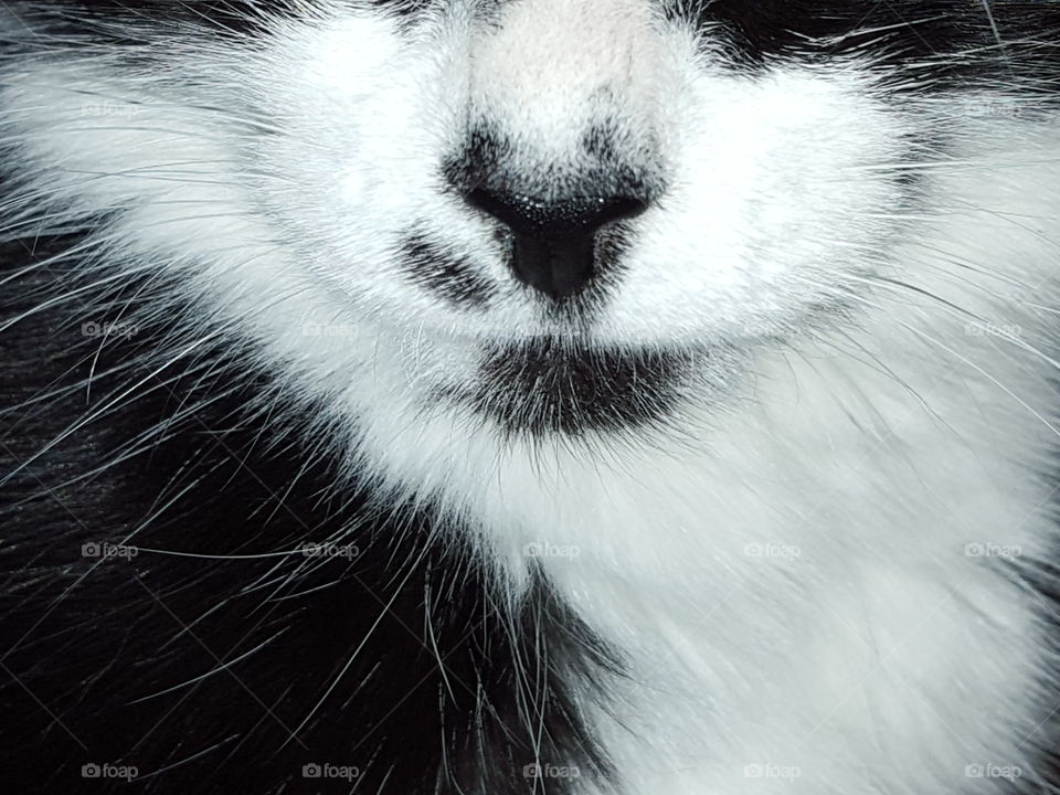 Kitty Face of Black and White