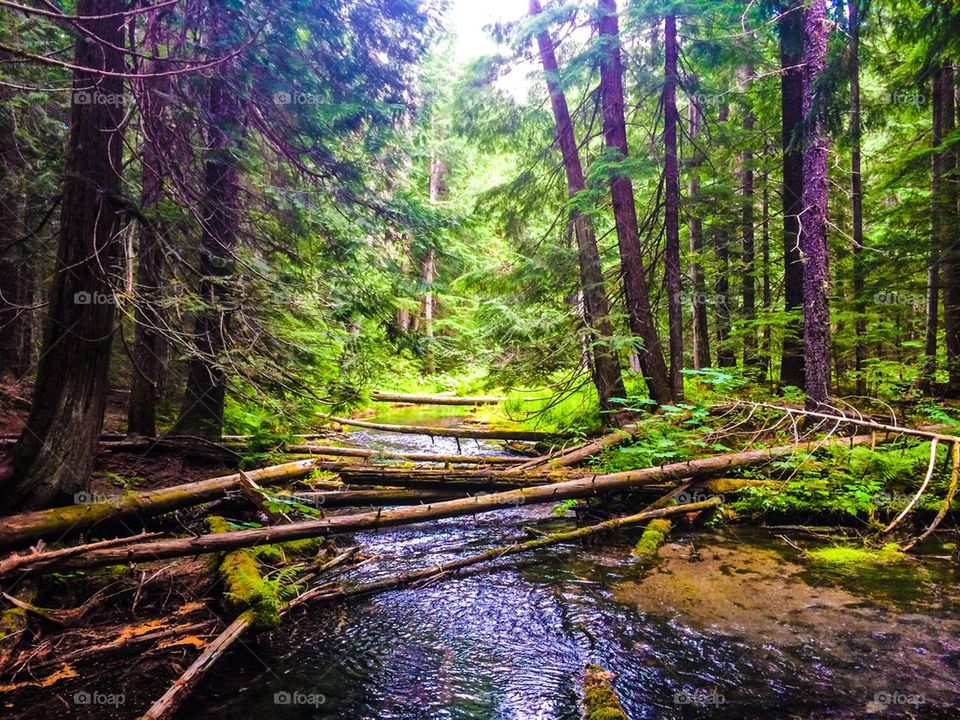 Tranquil cedar forest