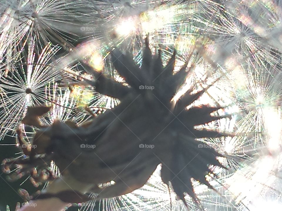 Wishes in the Morning