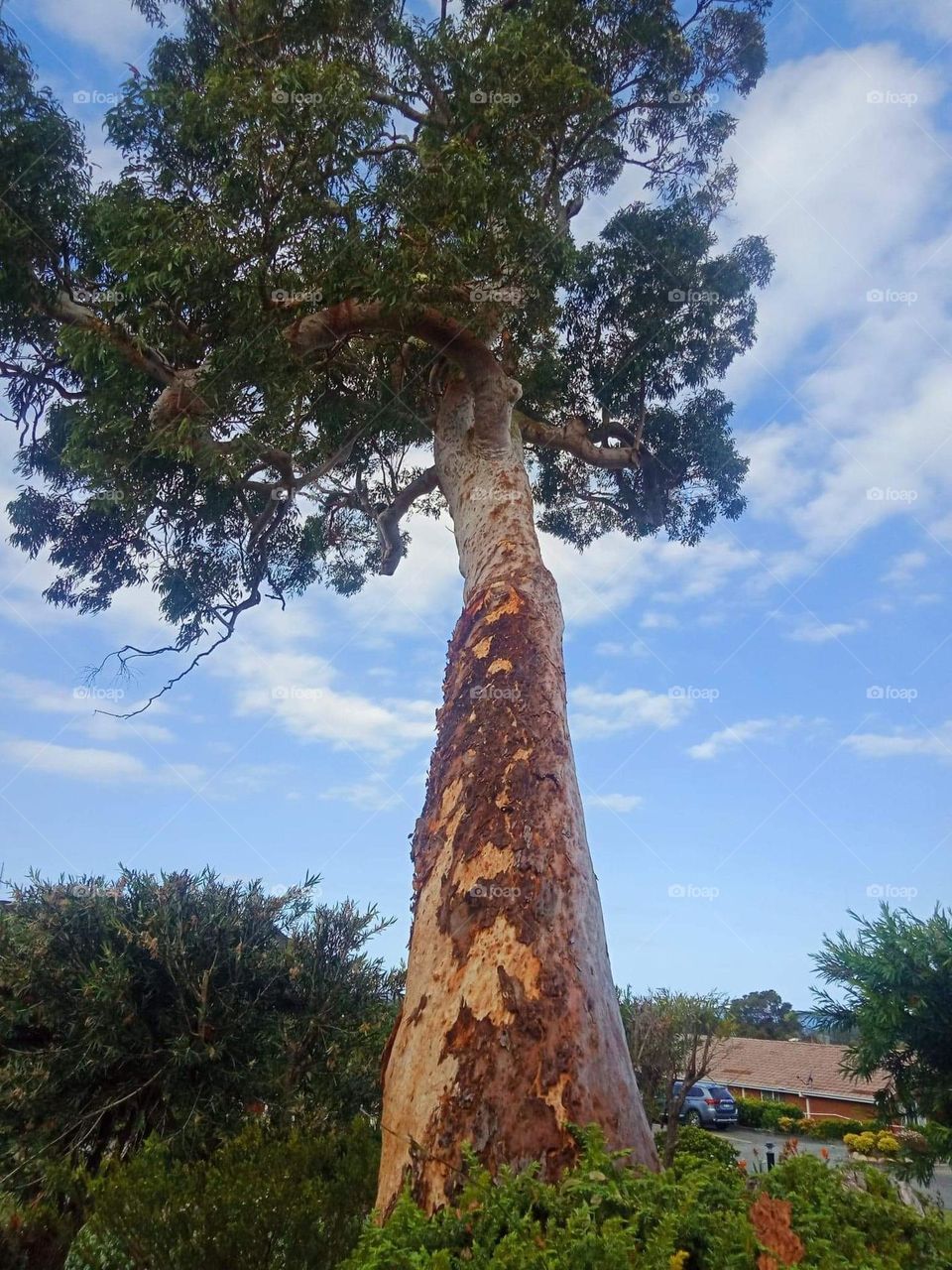 From the ground looking up at an old gum tree