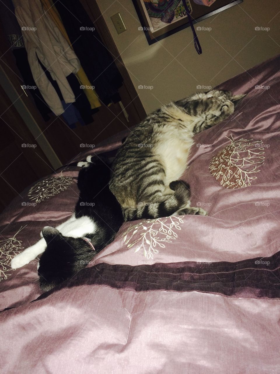 My baby cats taking a nap together on my bed. 