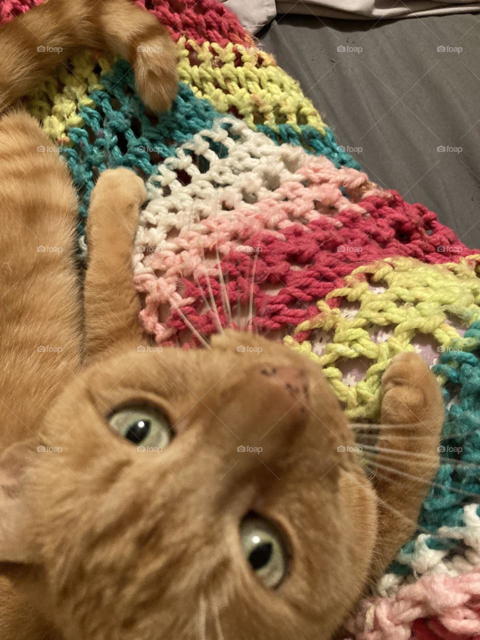 Cat and blanket 