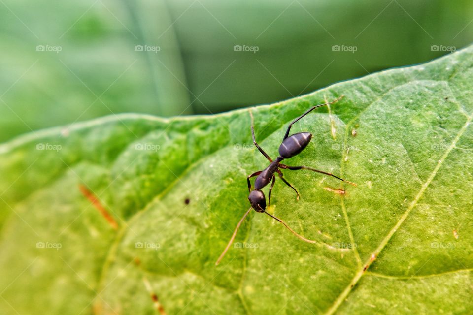 Black ant on a green leave searching it's good.